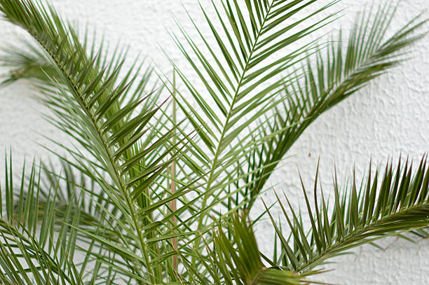istock majesty palm leaves close up 2208417849