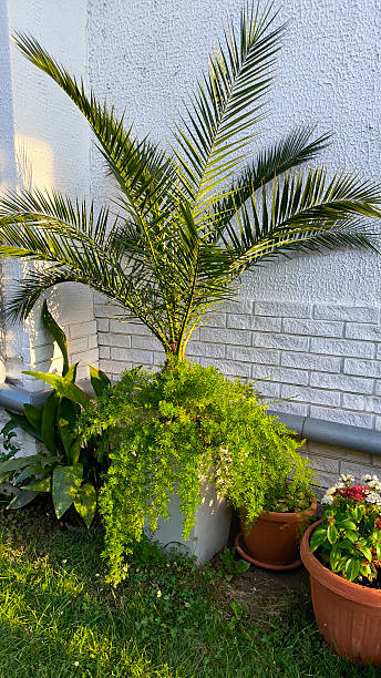 istock majesty palm leaves close up 2208417926