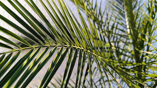 istock majesty palm leaves close up 2208417932