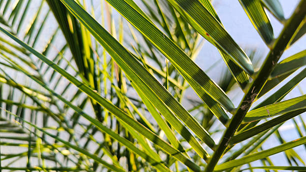 istock majesty palm leaves close up 2208417933