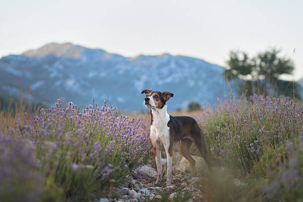 A playful dog explores a colorful lavender meadow under soft natural light, framed by rugged terrain. The vibrant flowers add a lively touch to the tranquil setting.