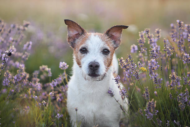 istock Jack Russell Terrier amidst lavender blooms 2208418931