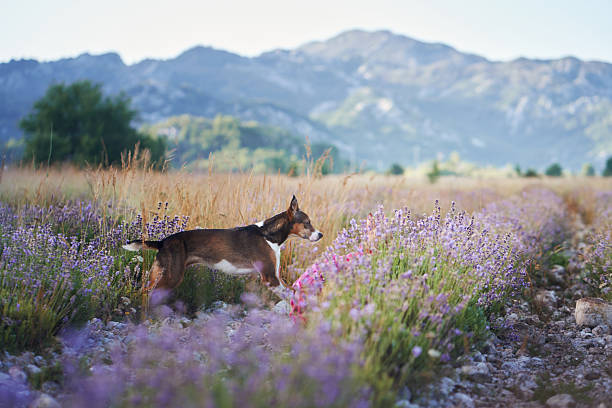 A small dog walks along the path of a blooming lavender field surrounded by vibrant flowers. The scenic countryside and gentle sunlight create a picturesque atmosphere.