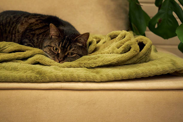 istock two brown cats cuddled up on a green plaid on the couch 2208419568