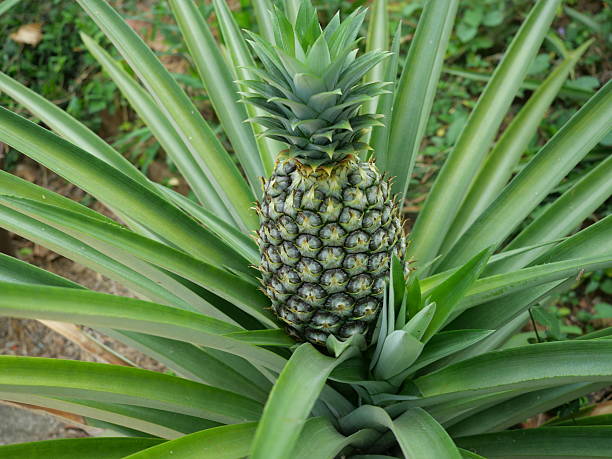 istock Young pineapple fruit on tree plant with natural green background 2208419576