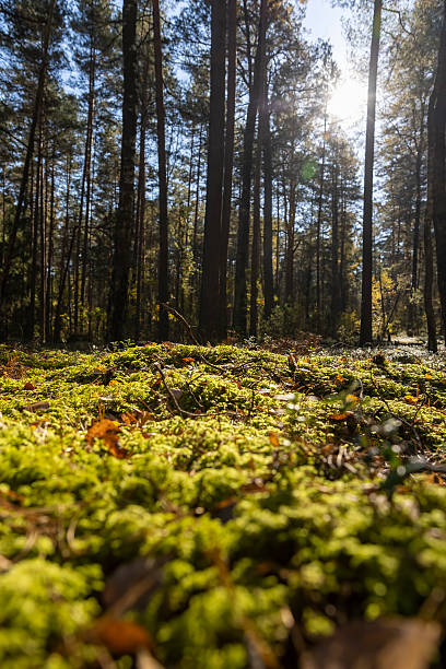 istock pines and other trees in the forest in Europe 2208420230