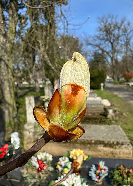 istock Bud of the chestnut tree in spring time 2208422674