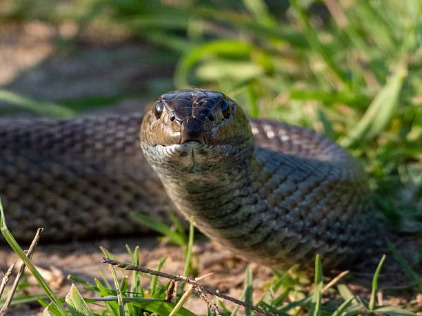 istock Close-up of a snake in grass. 2208425073