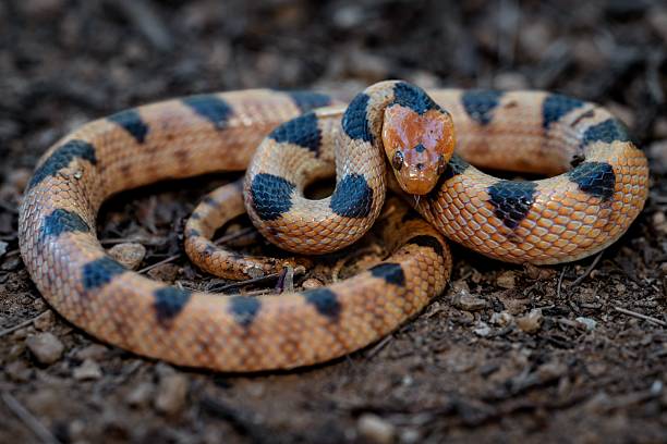 istock Colorful Snake Coiled on Ground 2208425088