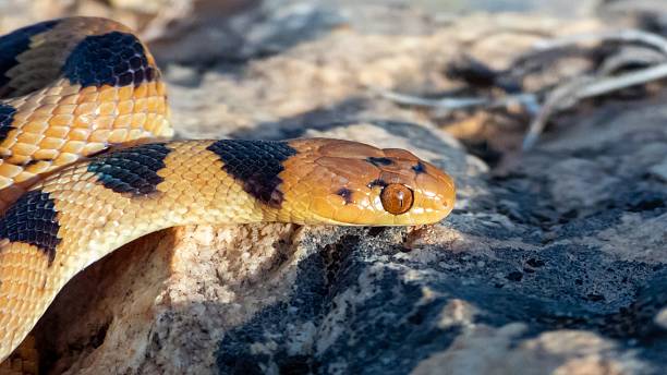 istock Close-up of a Colorful Snake on Rocks 2208425092