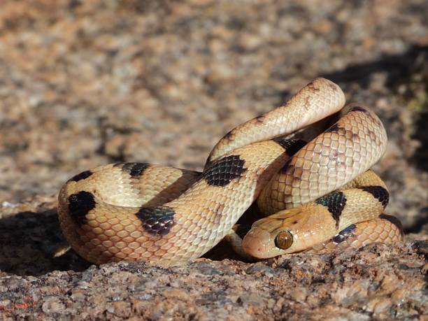 istock Coiled snake with black markings on rocky surface. 2208425101