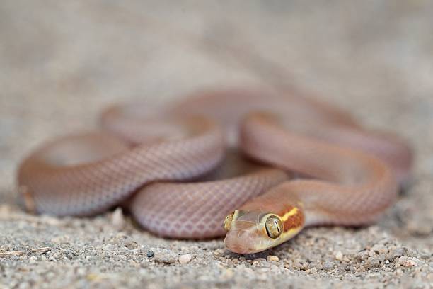 Brown Snake on Gravel Close-Up