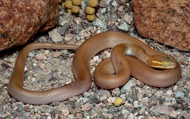 istock Brown Snake on Rocky Terrain 2208425245
