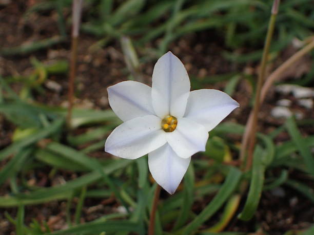 istock Spring starflower in Japan. 2208425922