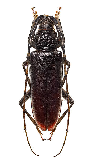 istock Long horned beetle, Duke beetle or Cerambyx dux 2208426941