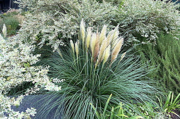 istock Pampas grass and silverleaf planted in a flower bed 2208427987