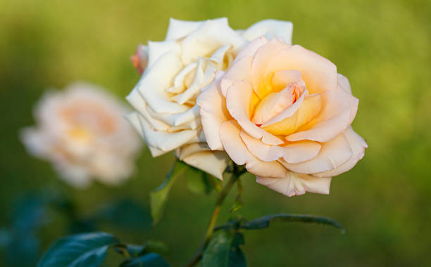 istock A single rose with a yellow center and white petals 2208429279