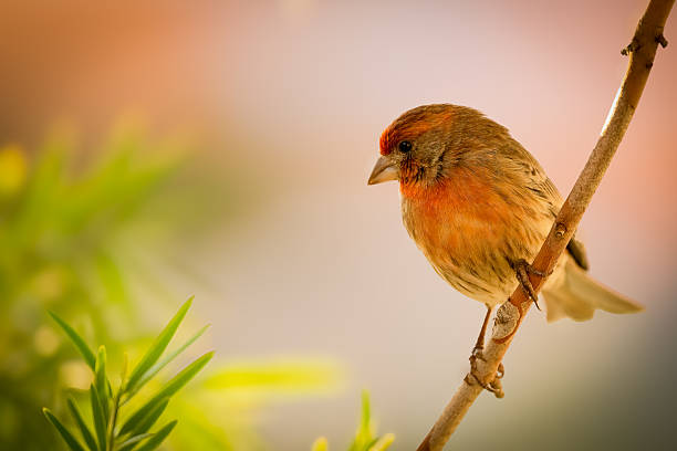 istock House Finch 2208429558