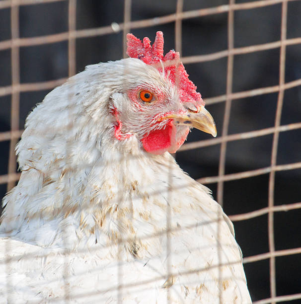 istock A chicken is standing in a cage with a red beak 2208429641