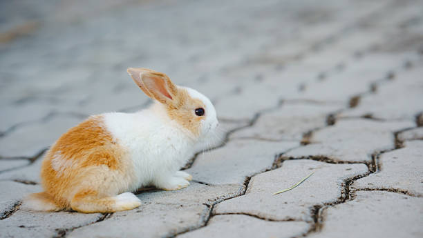 istock Rabbit innocent curious concept. A small rabbit sits on a textured surface, showcasing its soft fur and curious demeanor. 2208431657