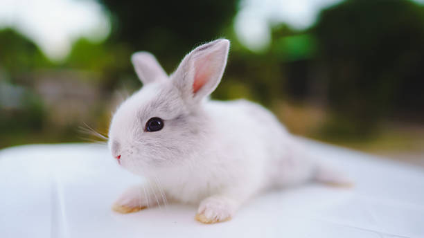 istock Rabbit innocent curious concept. A cute bunny lying down, showcasing its adorable features and soft fur in a natural setting. 2208432444