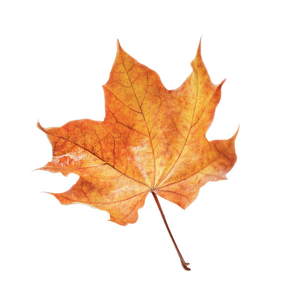 istock yellow autumn maple leaf highlighted on a white background 2208432744