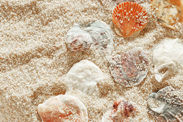 istock Minimal aesthetic seashells pattern on beige sand, natural sea oceanic and summer textured background, summer relaxation, top view photo with delicate pastel colored shell, rest beach wallpaper 2208433647