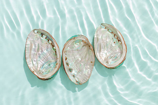 istock Set of abalone seashells floating on clear turquoise water with sun glare and waves. Shells of natural iridescent and rough textures. Minimal style pattern sea and ocean life background, copyspace 2208433658