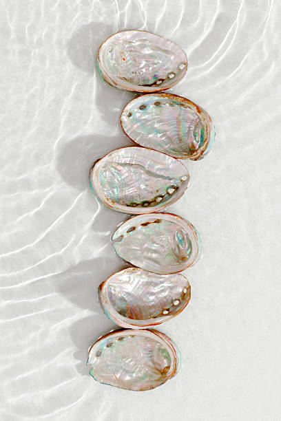 istock Set of abalone seashells floating on clear white water with sun glare and waves. Shells of natural iridescent and rough textures. Minimal style  top view pattern sea ocean life background, copy space 2208433663