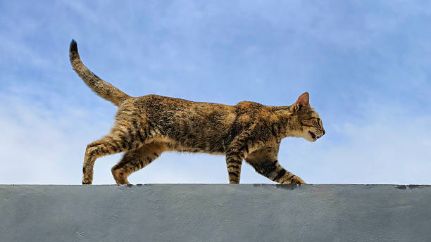 istock Cat walking along the fence against blue sky 2208434399