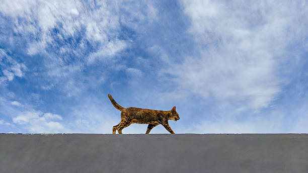 istock Cat walking along the fence against blue sky 2208434453