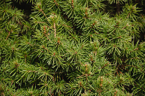 istock Beautiful background of spruce branches 2208434631