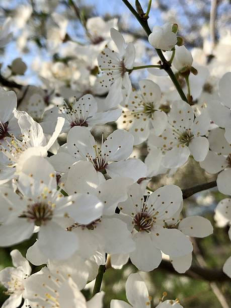 istock Selective focus of Beautiful cherry blossom 2208435506