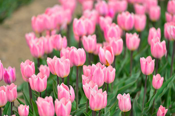 istock Spring blooming tulip field. Flowers tulips,  Spring floral background. 2208436064