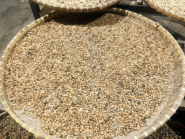 istock Kopi Luwak Coffee Bean or Civet coffee bean, world's most expensive coffee 2208438533