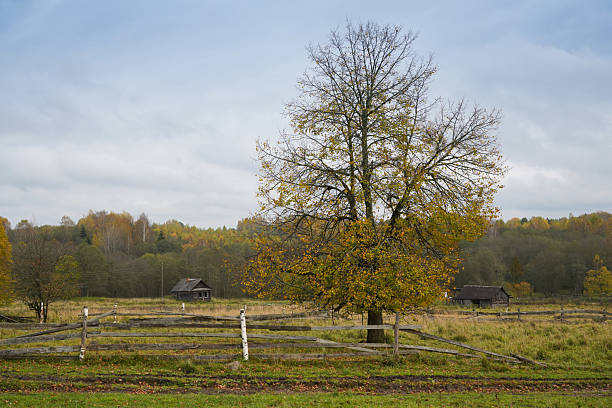 Farm building with a bright and colorful maple tree background in Autumn last week of October in Pennsylvania United State