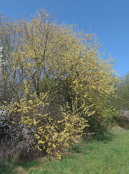 istock goat willow or pussy willow resp.Salix caprea in Springtime,Rhineland,Germany 2208443422