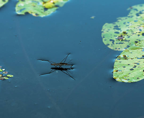 istock water insect water strider on the water surface between plant leaves 2208444162