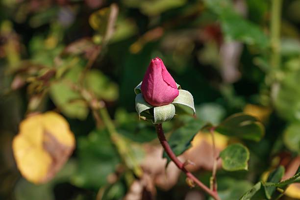 Close-up of a pink rosebud with green leaves in a garden setting, capturing the beauty of nature.