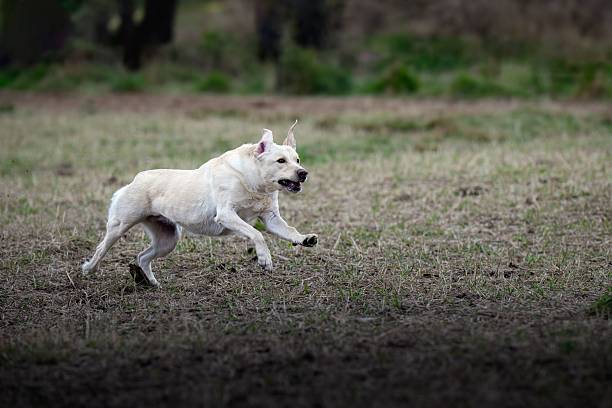 istock Labrador retriever running in a grassy field. 2208444998