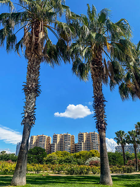 istock Two palm trees in the Turia Garden, Valencia, Spain 2208447165