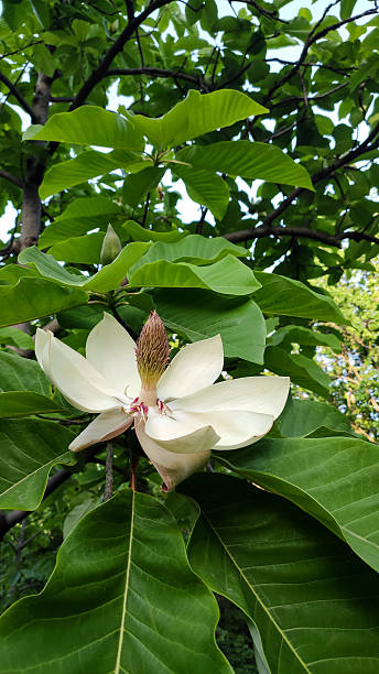 istock Big white magnolia flower in the tree 2208452661