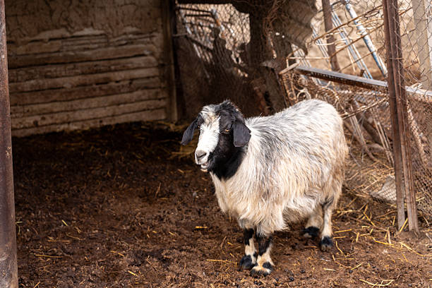 istock Goats on a farm, goats, farm, pet 2208454656
