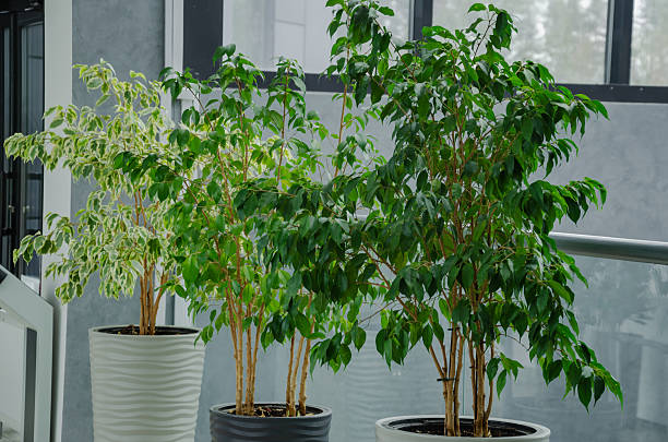 Benjamin's ficus in pots on the windowsill