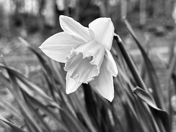istock Close up of a daffodil flower in bloom 2208457134
