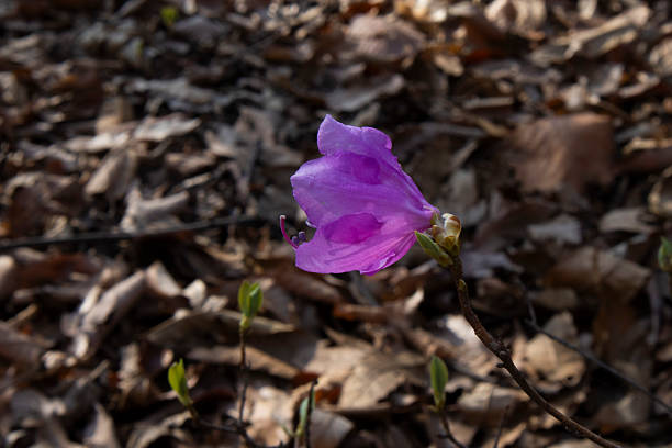 Spring has come and beautiful pink azaleas are blooming.    .