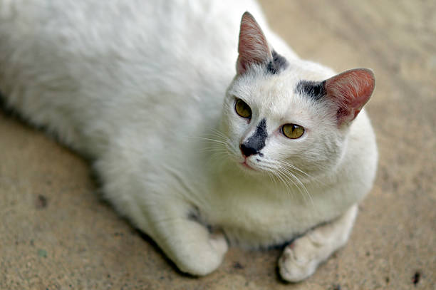 istock portrait of white cat sleeping in funny pose 2208458458