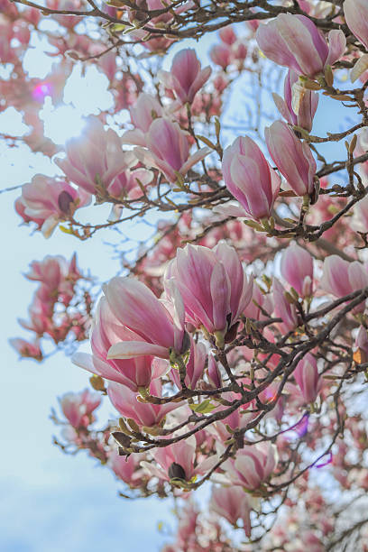 istock Magnolia X Soulangeana tree in bloom against blue sky 2208458462