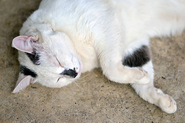 istock portrait of white cat sleeping in funny pose 2208458484