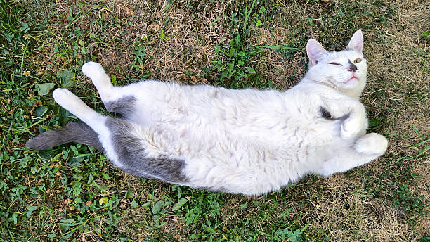 istock portrait of white cat sleeping in funny pose 2208458509